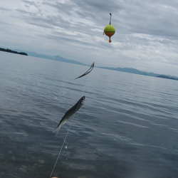 志賀浜での小鮎釣り、魚影は濃いが型は小さめ